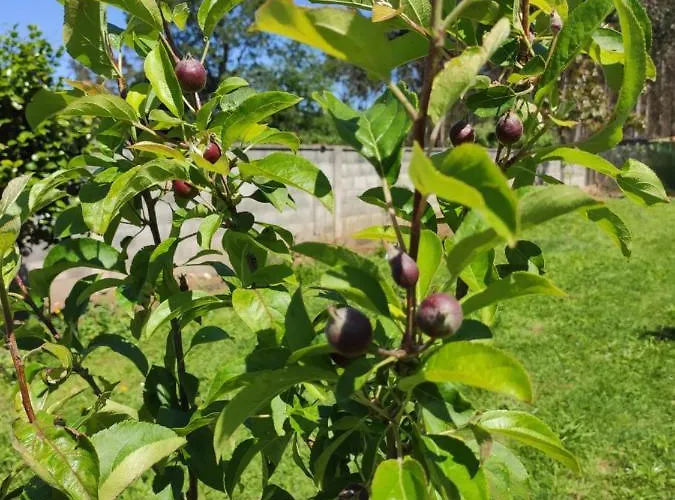 A Santiaga En Costa Da Morte